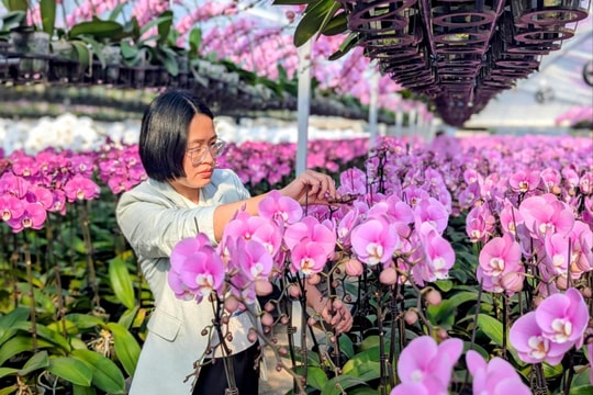 Lan Hồ Điệp nở hoa trên đất Cảng