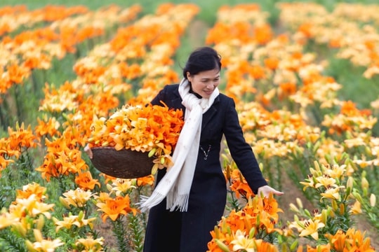 A Special Lily Season on Vinh Tru Islet