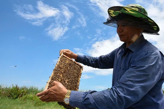 Ngọt thơm mật ong rừng ngập mặn Kiến Hải