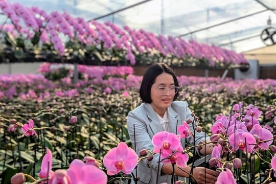 Phalaenopsis orchid blooms in Hai Phong Port City