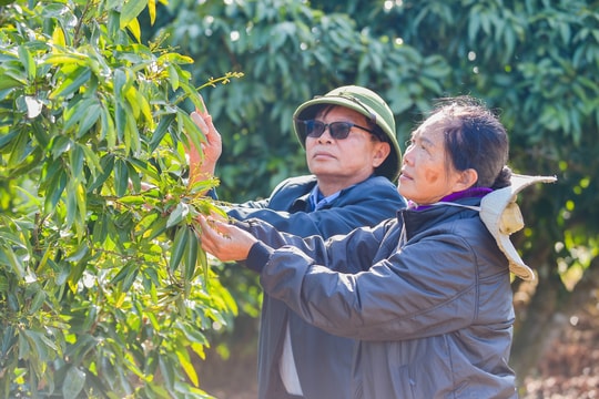 Nông dân Hà Đông tập trung chăm sóc vải sớm ra hoa