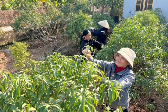 Đào An Hưng 'trút lá' chờ đón Xuân