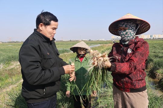 Hành An Phú trúng mùa, được giá