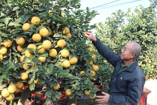 Ornamental lemon gardens bustle in preparation for Tet