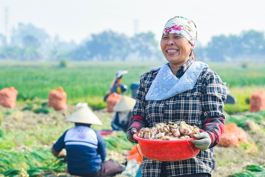 Nông dân Hải Phòng 'trúng' vụ hành sớm