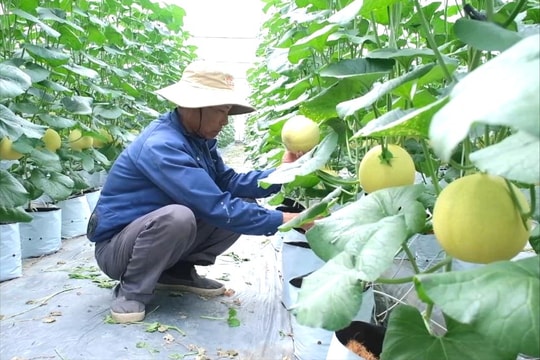Ứng dụng công nghệ Israel trong sản xuất nông nghiệp