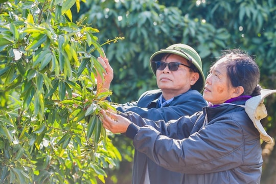 Miền Bắc sáng sớm có sương mù, trưa chiều hửng nắng