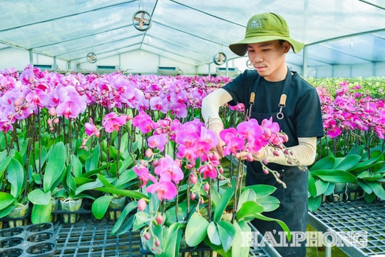 Nông dân Hải Phòng 'bắt' Lan Hồ Điệp nở đúng Tết nhờ công nghệ
