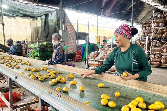 Các hợp tác xã ở Hải Phòng tất bật sản xuất phục vụ Tết