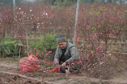 Vườn đào nhà em
