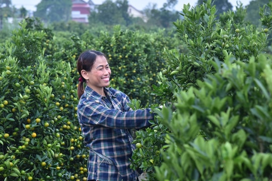 Quất cảnh An Khánh 'mang Xuân' đến mọi nhà