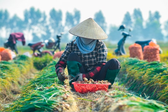 Sản lượng hành, tỏi của Hải Phòng dự kiến đạt hơn 120.000 tấn