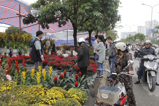 Hai Phong's busiest spring flower market to open on Lunar December 15