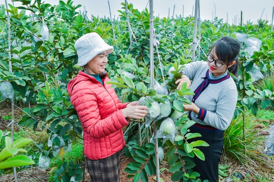 Ổi Hà Nam vào vụ Tết