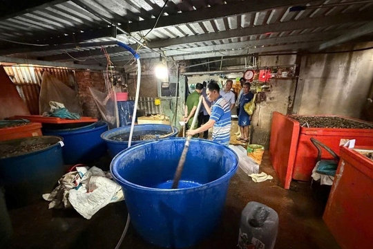 Triệt phá đường dây ngâm 3.000 tấn ốc bươu bằng 'thủy tinh lỏng'