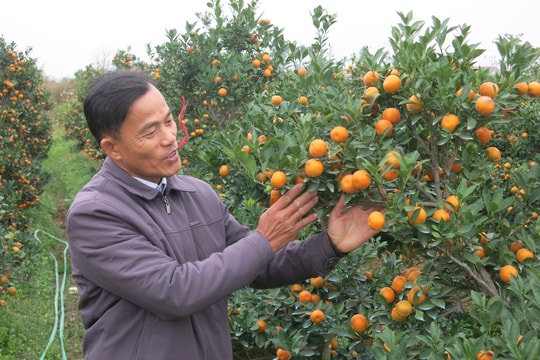 Lương Câu vào mùa quất Tết