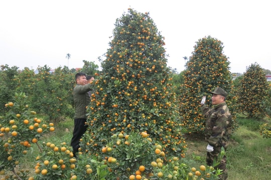 Vibrant flower and ornamental plant market for the Lunar New Year 2026