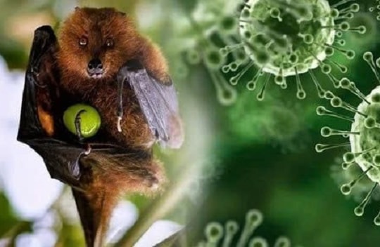 Ấn Độ khống chế dịch Nipah, châu Á tăng cường giám sát
