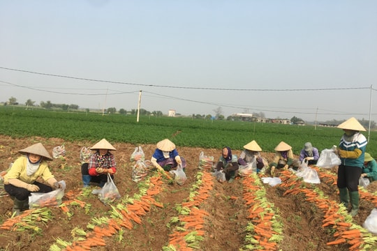 Hải Phòng chuyển đổi hơn 543 ha đất lúa trong năm 2026