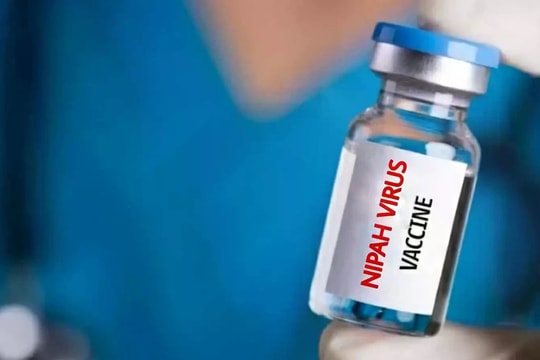 Nhật Bản thử nghiệm lâm sàng vaccine Nipah