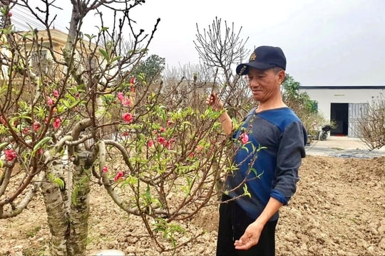 Vườn đào 'canh' Tết