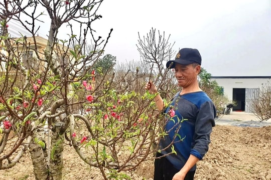 Peach blossom garden welcoming the Lunar New Year