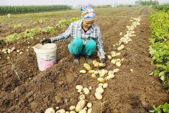 Nông dân Hải Phòng thu lãi từ 150 – 175 triệu đồng mỗi ha khoai tây