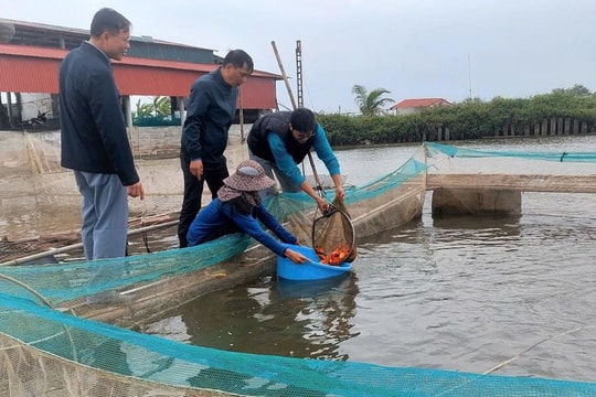 Làng cá Hội Am dự kiến cung cấp hơn 10 tấn cá chép dịp 23 tháng chạp