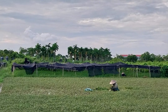 Sớm cụ thể hóa quy hoạch để người dân phường Hồng An yên tâm sản xuất