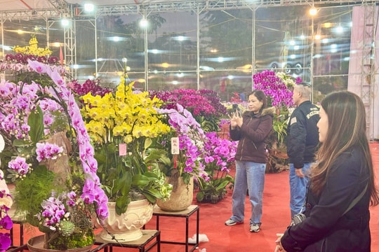 Tet flower market enters peak season