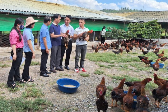 Người tiêu dùng mê gà thả vườn hữu cơ dịp Tết