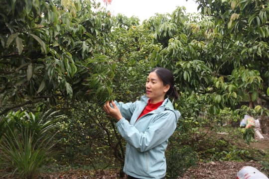 Nông dân Hải Phòng ‘canh’ vải ra hoa