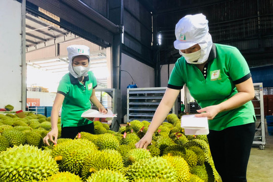 Tập trung nâng cao năng suất, chất lượng và hiệu quả sản xuất sầu riêng