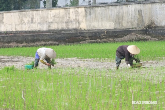 Chủ động phòng chống rét cho mạ và lúa mới cấy
