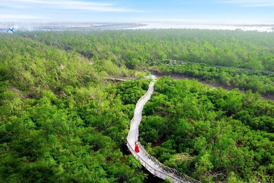 Tour rừng ngập mặn - tiềm năng du lịch bốn mùa ở Đồ Sơn