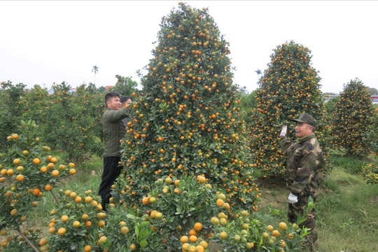 Nhộn nhịp thị trường hoa, cây cảnh dịp Tết Bính Ngọ 2026