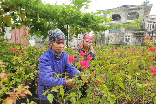 Ươm mầm cho mùa xuân