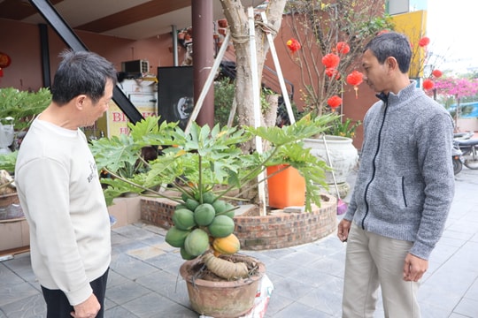 ‘Săn’ cây độc, lạ đón Tết