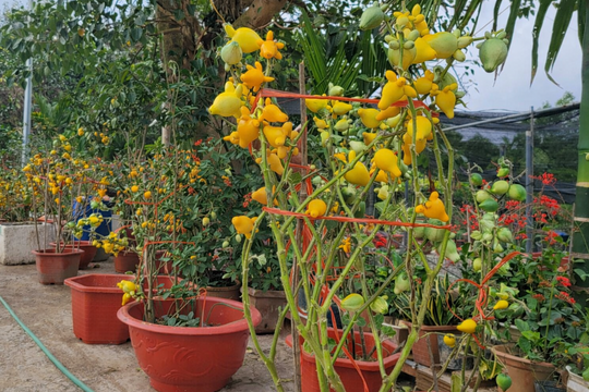 Nguy hiểm chơi quả dư thừa ngày Tết