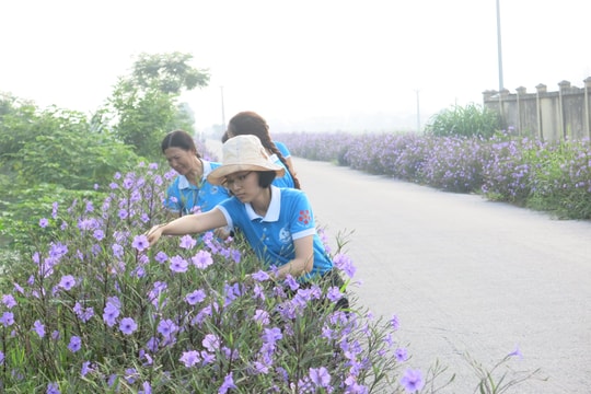 Những tuyến đường cây, hoa khoe sắc đón xuân ở An Lão
