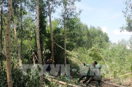 Thị trường carbon rừng là nguồn lực mới cho ngành lâm nghiệp