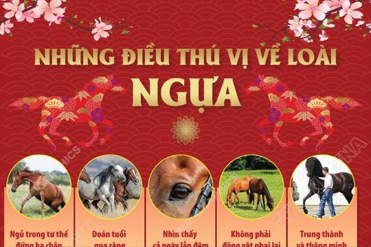 Những điều thú vị về loài ngựa