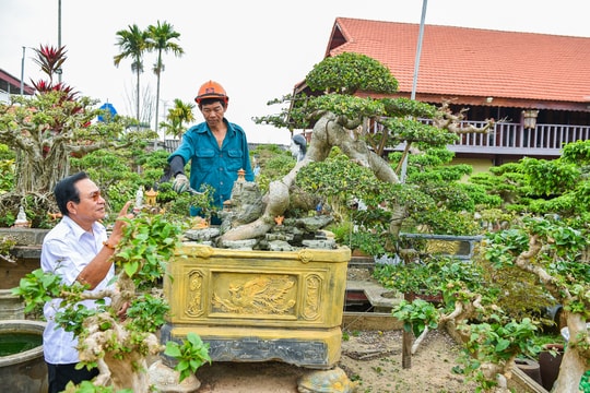 Độc đáo vườn cây cảnh di sản văn hoá vật thể ở Hải Phòng
