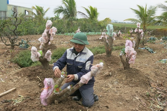 Nông dân hối hả vào vụ sản xuất mới