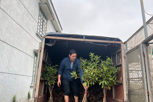 Viện Cây lương thực và Cây thực phẩm chuẩn bị gần 1 triệu cây giống phục vụ Tết trồng cây