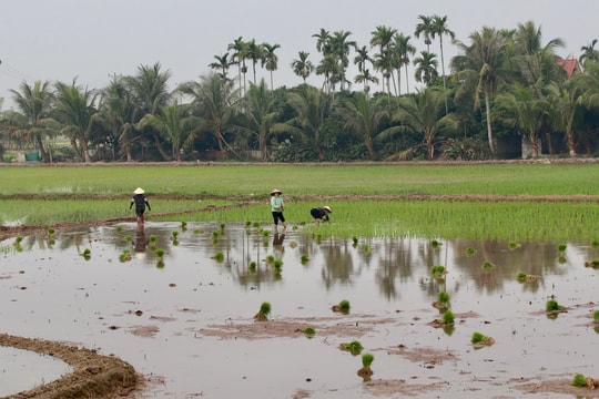 Sản xuất thử 8 giống lúa mới