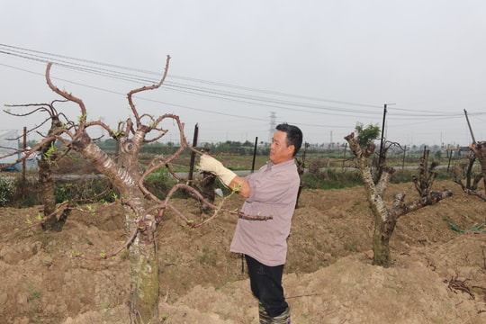 Nông dân tây Hải Phòng tất bật ‘hồi sinh’ cây đào sau Tết