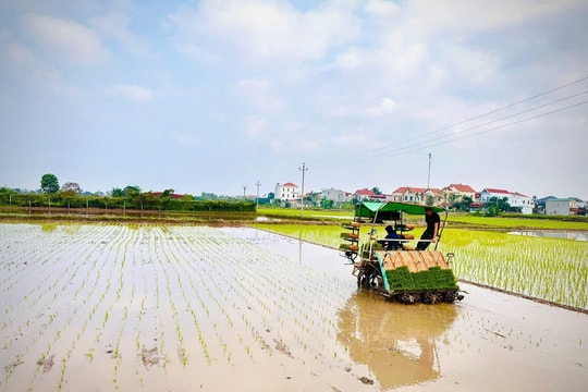 Hải Phòng gieo cấy được 70.000 ha lúa xuân