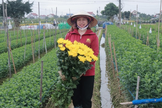 Nông dân An Thành thu gần 15 tỷ đồng từ vụ hoa Tết