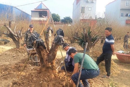 Người trồng hoa, cây cảnh An Dương vào vụ sản xuất mới